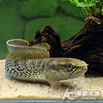 藍寶石雷龍 6cm