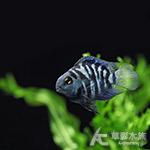 藍寶鸚鵡 2cm