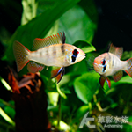 荷蘭鳳凰 2.7~3.3cm