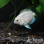 白金鸚鵡 2cm