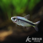 超級彩虹藍帝燈 2~2.5cm