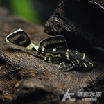 小黑莓異型 3~4cm