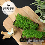 迷你矮珍珠沉木