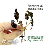 聖翠歐拉塔椒草 