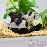 超級雙色鼠（寬版）