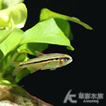 寶石綠魔鬼燈 1.6~2cm