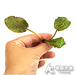 堤瑪漢西施椒草（水上葉）