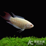小白兔 2.8cm