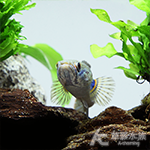 彩虹雷龍 6cm