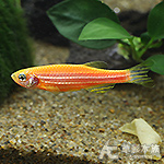 葡萄柚仙子 2.2~3cm