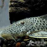 L187 青銅達摩異型 3.5~4cm