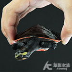 紅腹側頸龜 3cm