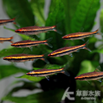酒紅鉛筆 2cm