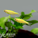 青蘋果仙子 2~2.5cm