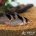 高翅紅頭豹鼠 3.5~4cm