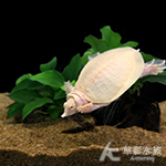 紅眼白鱉 3.5cm