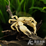 黃金蟹 3.5~4cm