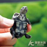 西非側頸龜（9cm）