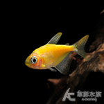 黃金磚 2.5cm