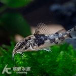 太空飛鼠（3~3.3cm）
