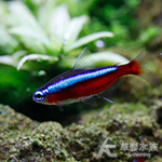 紅蓮燈 1.5~2cm