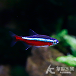 紅蓮燈 1.5~2cm