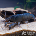 巨人網球蝦 5cm