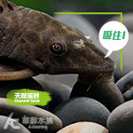 SKYFALL 天賞 砂勞越天然河砂（1kg）