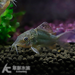 青銅鼠 3.5~4cm
