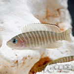 斑馬貝（3cm）