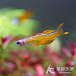 橘子霓虹珍珠燕子 1~1.3cm