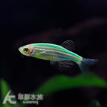 小玉西瓜仙子 2cm