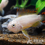 白金超紅鳳尾短鯛（對魚）