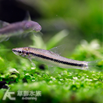 白玉飛狐 3~4.5cm