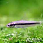 白玉飛狐 3~4.5cm