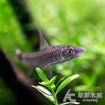 小猴飛狐 3~4cm