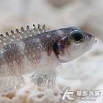 鑽石貝（2.5~3cm）