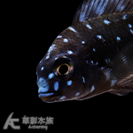 珍珠蝴蝶 2.5~3cm