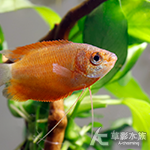 草莓麗麗 3.5cm
