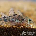 花鼠 2.5cm