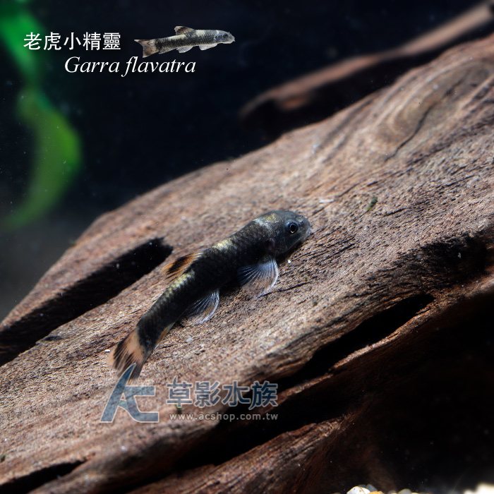 老虎小精靈 2~2.5cm