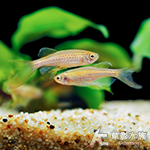 大帆豹紋斑馬 2.5cm