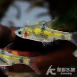 三間小丑燈 1~1.6cm