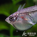 銀燕子 2cm