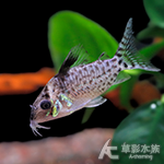 安畢卡豹鼠 3~4cm