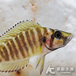 金頭珍珠虎 3cm