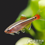白雲山 1.2cm