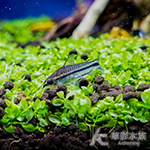 精靈鼠 1.1~1.3cm
