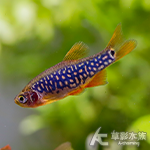 夢幻金鑽燈 1.8cm
