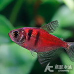 紅珊瑚磚 2.5cm